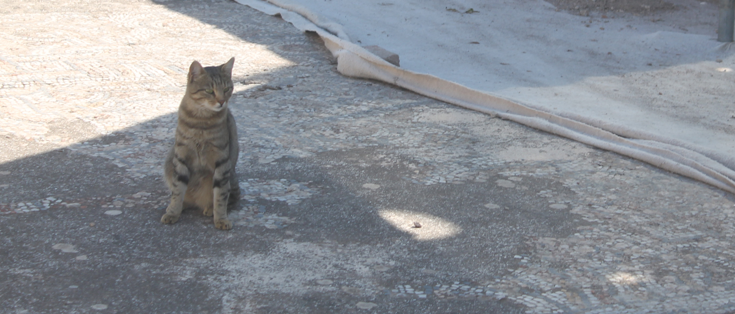 Cat on mosaic floor Ephesus