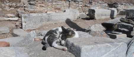 Sleeping cat Ephesus