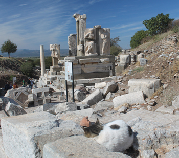 Sleeping cat in front of ruins Ephesus