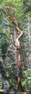 Twisty Arbutus Tree
