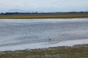 Herons on the beach