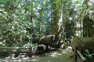Living Forest, Cathedral Grove