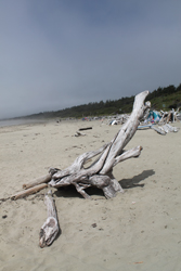 Driftwood, Wickaninnish Beach
