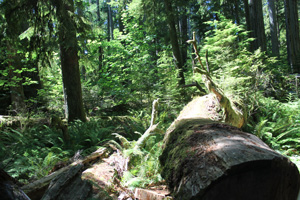 Fallen Giant Cathedral Grove