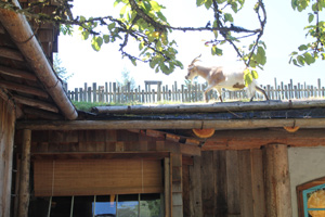 Goat on the Roof