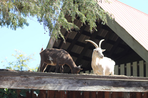 Goats on the Roof at Combs