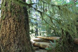 Life and Death, Cathedral Grove