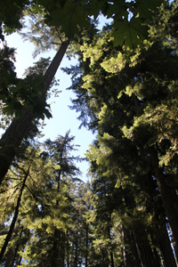 Cathedral Grove