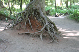 Nurse Stump