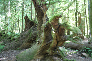 Roots Cathedral Grove