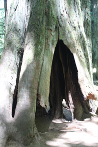 Cathedral Grove Survivor