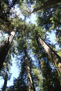 Towering Giants at Cathedral Grove