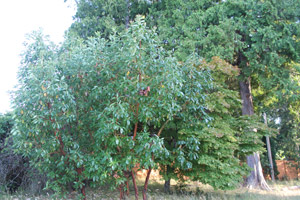 Young Arbutus trees, Rathtrevor, Parksville, Vancouver Island