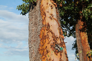 Arbutus Tree, shedding bark. Rathtrevor, Parksville, Vancouver Island