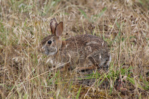 Brown Bunny, Rathtrevor, Parksville, Vancouver Island