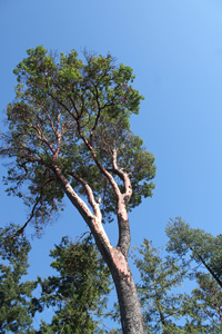 Arbutus Tree, Rathtrevor, Parksville, Vancouver Island