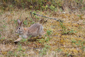 Running Bunny, Rathtrevor, Parksville, Vancouver Island