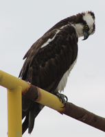 Raptor, on the dock, Tsawwassen Ferry Terminal